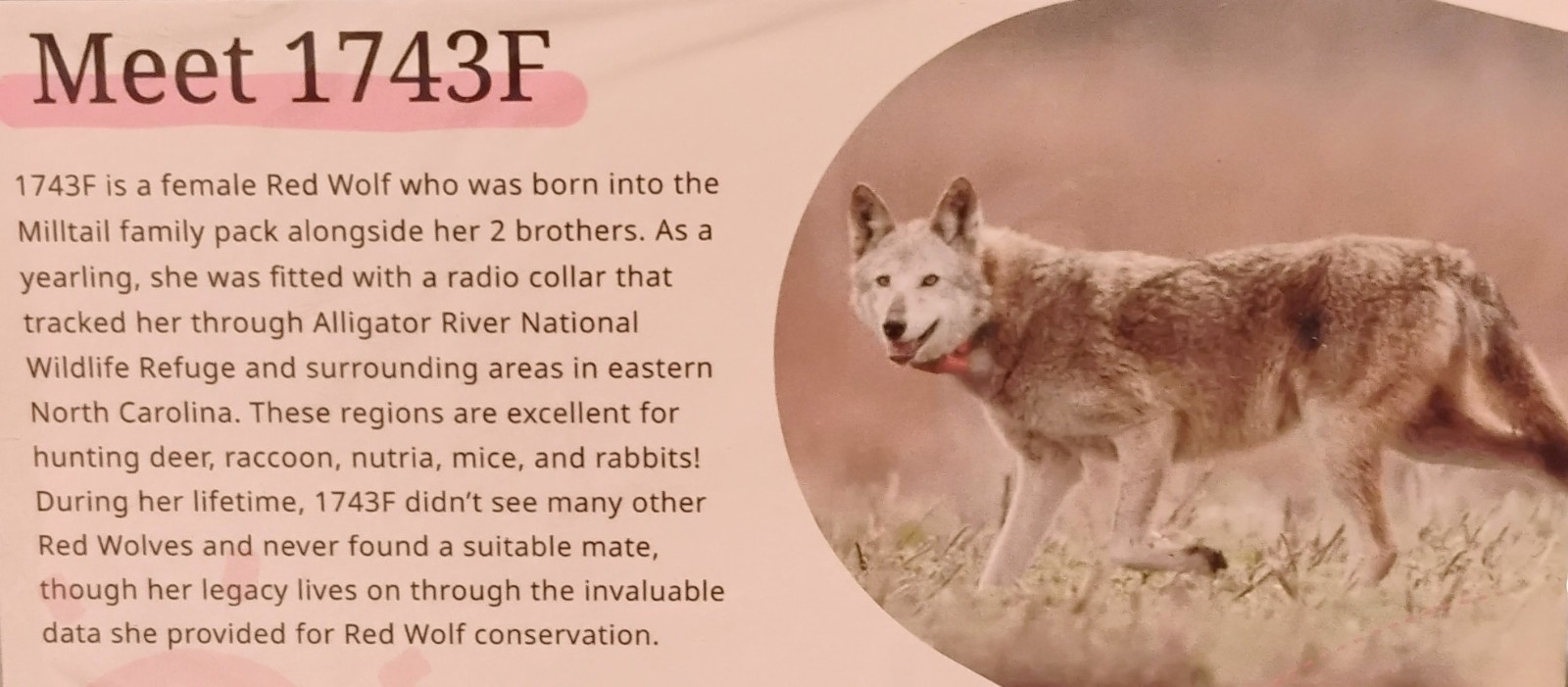 Fahlo American Red Wolf Tracking Bracelet with QR Code New With Tags
